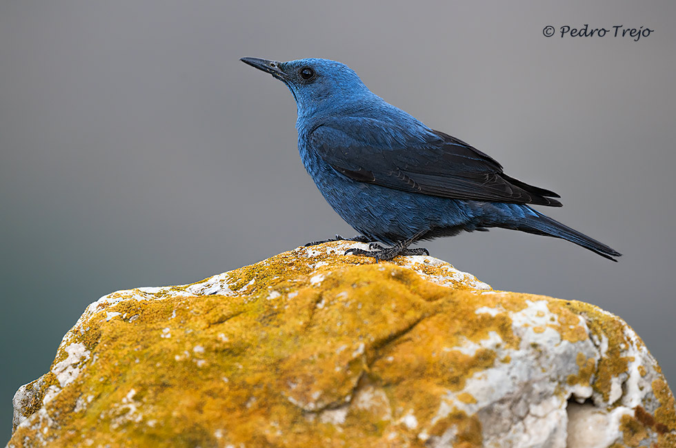 Roquero solitario (Monticola solitarius)